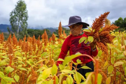 Santa Cruz producirá amaranto, con un nuevo proceso de tropicalización impulsado por la Uagrm