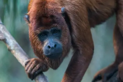 Denuncian que bloqueo mantiene varado a un camión con alimento para un refugio de animales silvestres en Coroico 