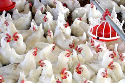 Impedidos de llegar a occidente, avicultores venden pollo por debajo del costo de producción en Santa Cruz