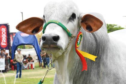 Agropecruz se alista para conocer a su toro más pesado y abrirá sus puertas al público este miércoles