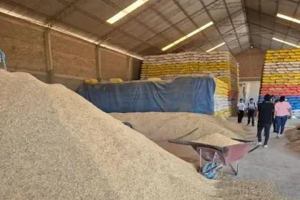 Productores convocan a reunión para abordar problemática del precio del arroz