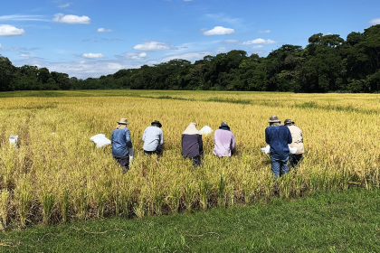 Productores de arroz advierten que solo podrán abastecer a cerca del 50% de la demanda en Bolivia