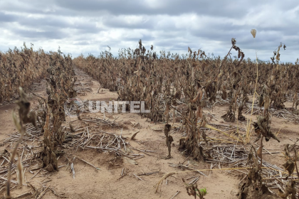Emiten declaratoria de desastre en San Juan de Yapacaní y cientos de productores pierden su producción