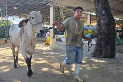 Agropecruz inicia actividades con el ingreso de 420 bovinos cebuinos al predio ferial