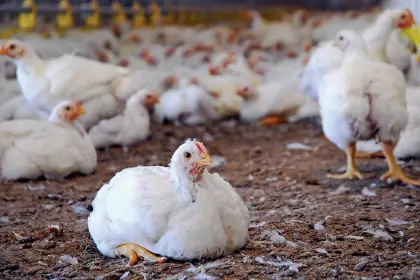 Pollos mueren de hambre en granjas de Cochabamba; el alimento no llega por los bloqueos