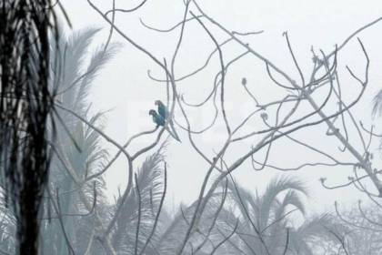 Rescatan 100 especies de fauna silvestre en Bolivia durante incendios