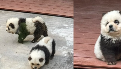 Zoo en China ¿Pintó perritos para hacerlos pasar como osos panda?