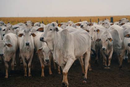 Senasag concluye protocolo sanitario para exportación de cuero boliviano hacia Alemania