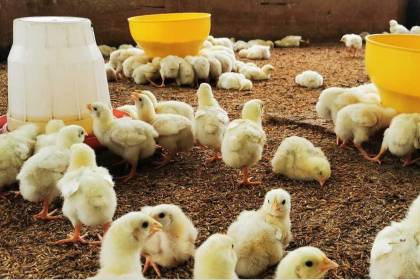 ¿Subirá el precio del pollo vivo? Desde el sector avícola apuntan a un incremento de Bs 6 a Bs 8 el kilo