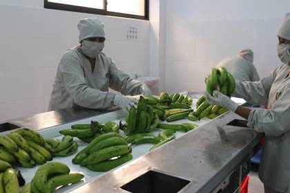 Sector bananero empieza a perder mercados de exportación y registra una caída de envíos al exterior