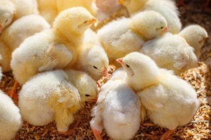 Bolivia se declara país libre de influenza aviar de alta patogenicidad, según la OMSA