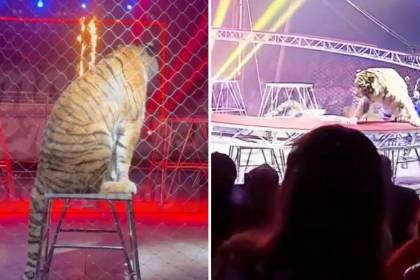 Video: Un tigre salta hacia el público durante un espectáculo de circo en el sur de Rusia