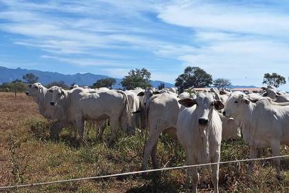 Ganaderos advierten que suspender exportación de carne puede provocar desempleo, menos divisas para Bolivia y desincentivo al sector