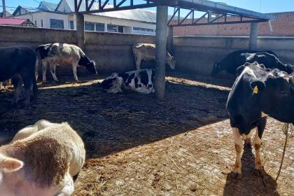 Comisan ganado abandonado en el Titicaca y lo entregan al matadero de El Alto para que Emapa comercialice la carne