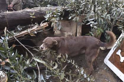 En las últimas semanas, 27 árboles cayeron a causa de las lluvias y uno se precipitó sobre un albergue de perros