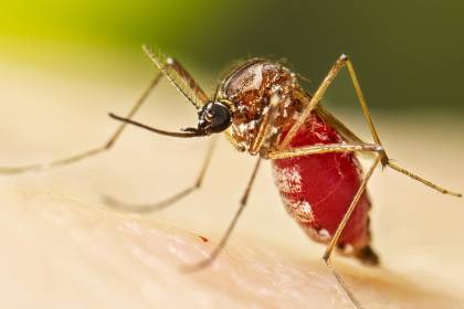 Chikungunya en Santa Cruz: El 52% de los pacientes están en la capital cruceña