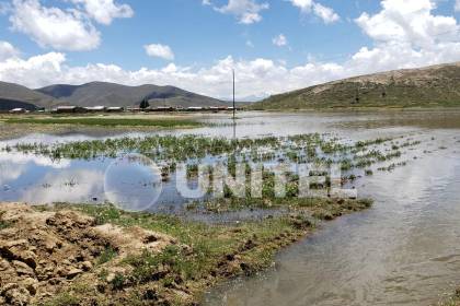 Cultivos y caminos bajo el agua en Pucarani debido a las lluvias 