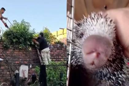 Video: Voluntario rescata a un puercoespín y termina herido en Trinidad