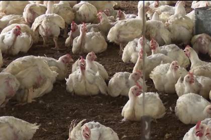 Avicultores: Pese al bajo precio del pollo, en Santa Cruz hay menos demanda