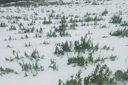 Intensa granizada golpea cultivos y ganado en Chayanta y deja más de 50 familias afectadas