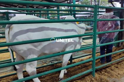 Por la lluvia postergan un día el pesaje para conocer al toro más pesado de la Expocruz 2026