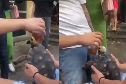 Video: Filman a sujetos rociando bebidas alcohólicas a una tortuga y la acción es tildada de crueldad animal