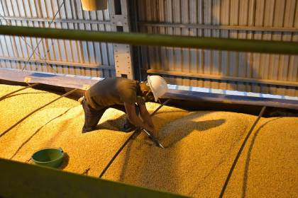 Aprueban decreto para impulsar la producción de maíz y arroz con una inversión de Bs 350 millones