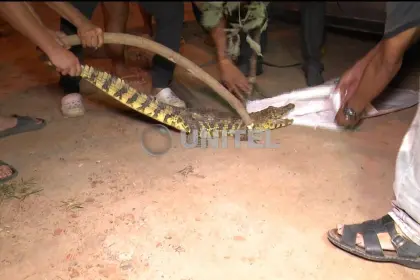 Con palos, vecinos capturan un lagarto en la Pampa de la Isla