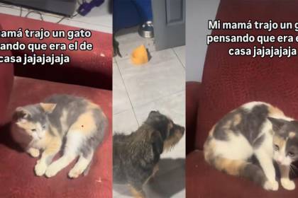 “La roba gatos”: Una mamá confunde a su gato con uno de la calle y se lo lleva a su casa, solo el perro lo reconoció