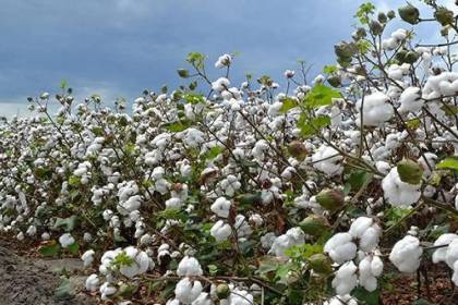 Biotecnología: Productores reportan que el Gobierno autorizó la importación de nuevas variedades de algodón