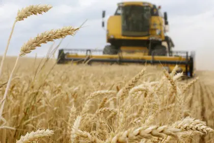 Agro proyecta cosecha de 100.000 toneladas de trigo y pide condiciones para apuntalar la producción