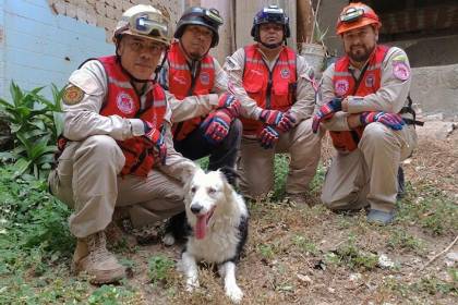 ‘Tsunami’, el perro que fue rescatado del maltrato y ahora salva vidas tras los terremotos en Venezuela