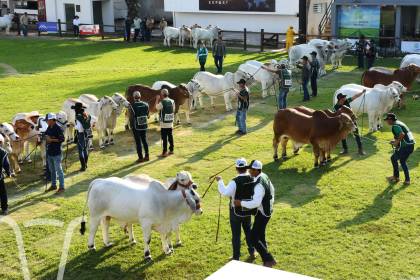 Expocruz: Genética cebuina boliviana será exportada a Brasil, México y Guatemala, según Asocebú