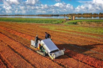 Depreciación de la soya y aumento de costos de producción condicionan siembra, alertan productores