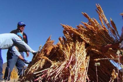 Estudio destaca el mayor contenido de fibra y minerales de la quinua real de Bolivia