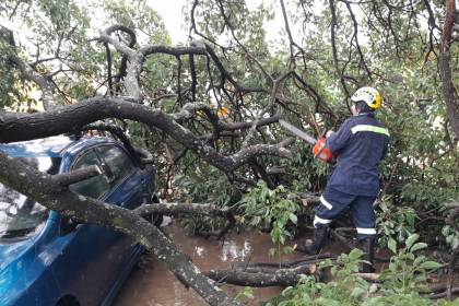 Árboles caídos y calles anegadas, el resultado de un sábado lluvioso en Santa Cruz