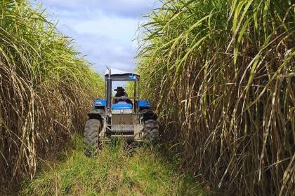 Cañeros se declaran en emergencia ante versiones de reducción de los cupos de etanol