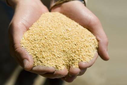 Exportación de derivados de la soya cayó en $us 245 millones al primer trimestre del año, según el INE