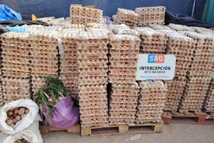 Chile reporta el decomiso de 1 millón de huevos de contrabando que salieron de Bolivia entre enero y junio