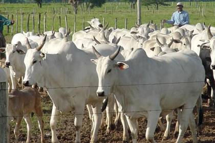 Senado sanciona nueva ley de abigeato que establece penas de hasta 8 años por este delito