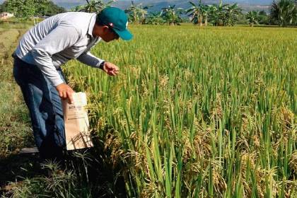 Falta de diésel frena la siembra de arroz en Beni y genera alerta entre los productores