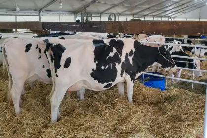 Cochabamba: Sector lechero se movilizará este viernes exigiendo nivelación de precios