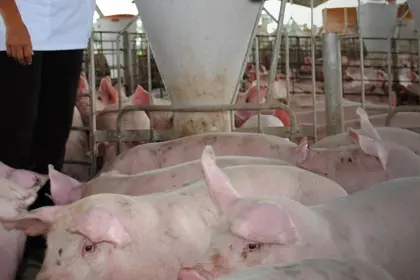 “No podremos sostener el precio ni la producción para fin de año”: porcinocultores en emergencia por falta de insumos