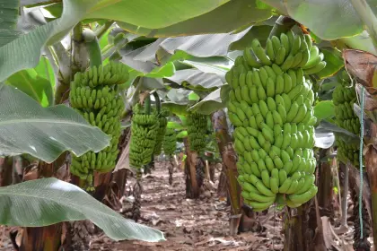 Cultivos de banana en el trópico cochabambino se redujeron en un 20% entre enero y julio, según el reporte