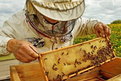 El Gobierno articula alianza con la CAO y apicultores del Chaco para impulsar la producción y exportación de miel