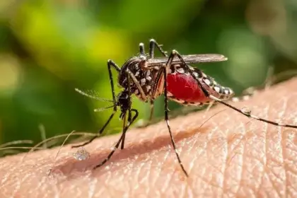 Muere en Francia una persona con el virus shamonda que se creía no transmisible al hombre