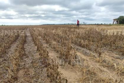 Caída en la producción de granos: Gobierno prevé convocar a Anapo para analizar medidas