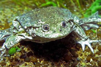 Dictan detención preventiva para acusadas de traficar ranas en peligro de extinción