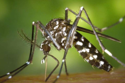 Alistan campaña preventiva contra chikungunya en Cochabamba
