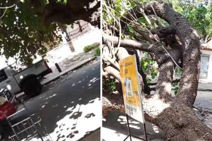 Por segundos, un auto se salva del impacto de un árbol que cae sobre una calle en Santa Cruz 